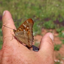 Another beautiful butterfly